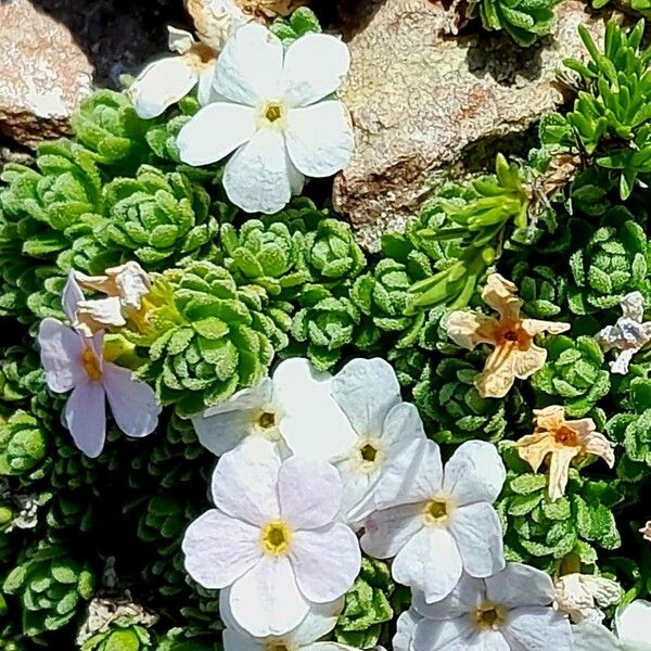 Androsace alpina फूल
