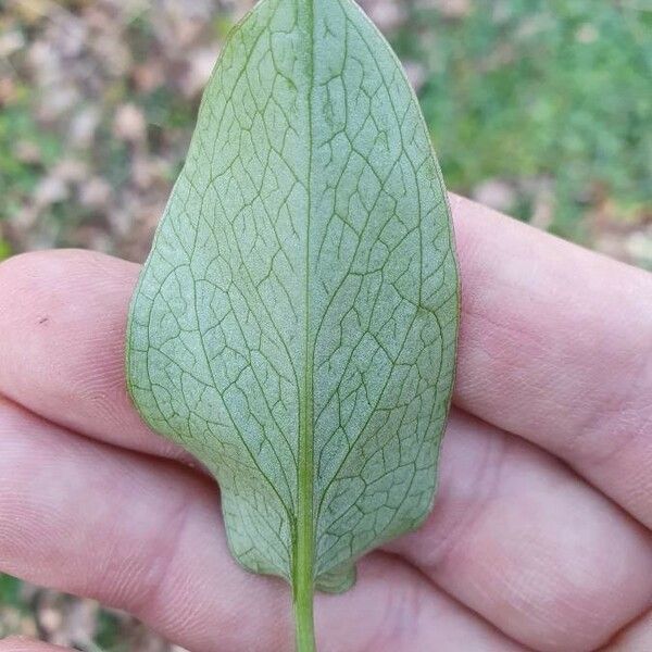 Lonicera caprifolium 葉