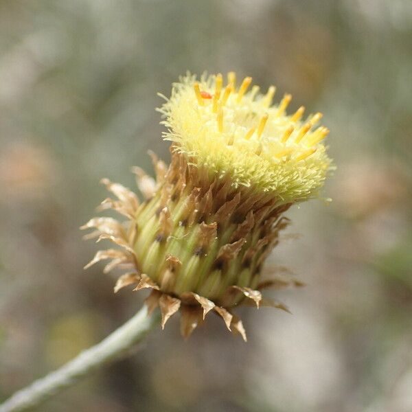 Phagnalon saxatile Fiore