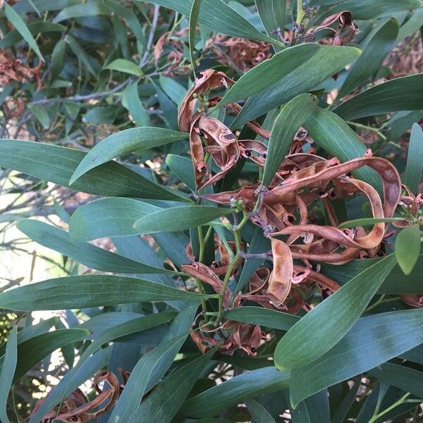 Acacia melanoxylon Fruit