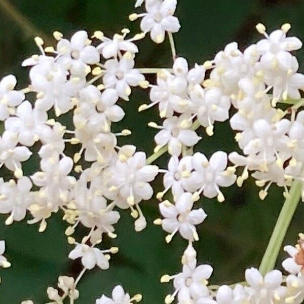 Sambucus nigra Flower