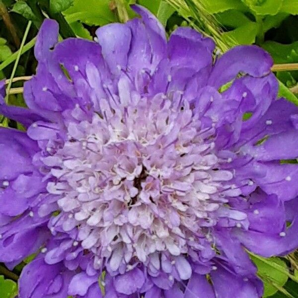 Scabiosa lucida Lorea