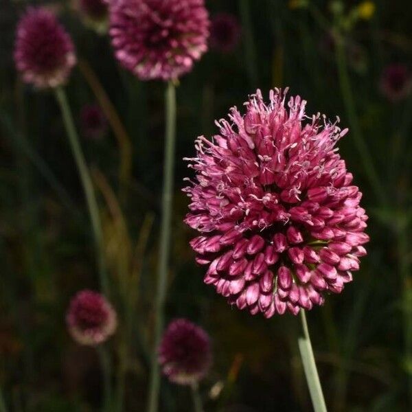 Allium rotundum Blüte