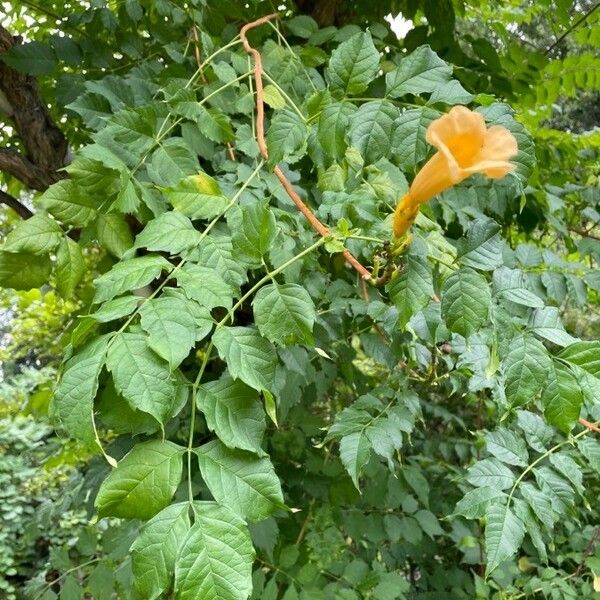 Campsis radicans Blomma