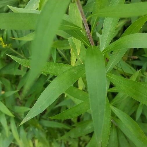 Solidago gigantea Leaf