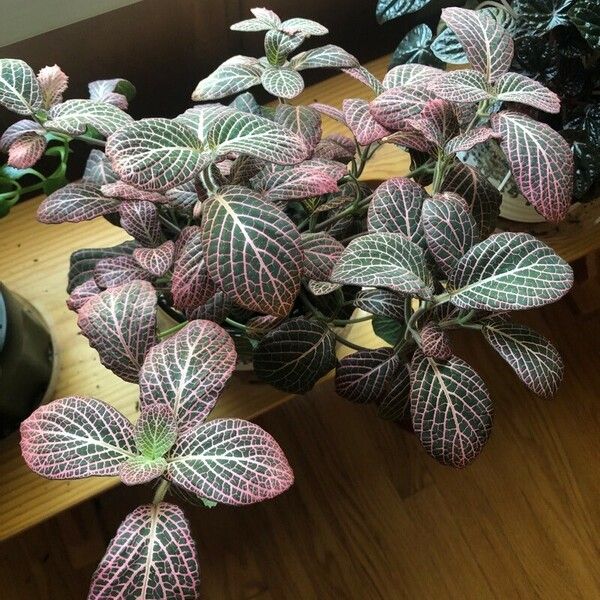 Fittonia albivenis Yaprak