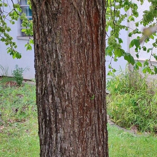 Ulmus glabra Bark