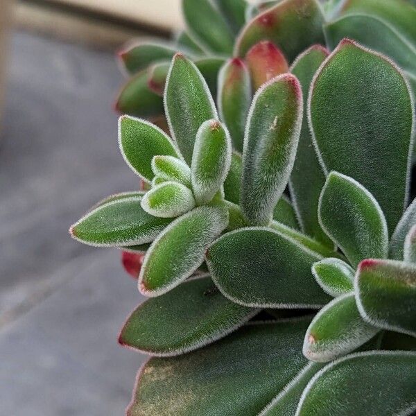 Echeveria pulvinata Fulla