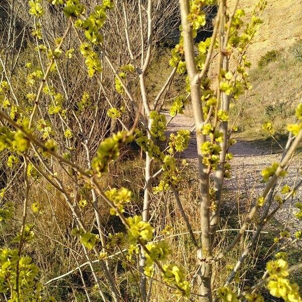 Ulmus glabra Rinde