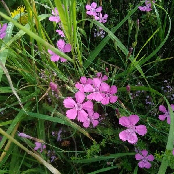 Dianthus deltoides Flower