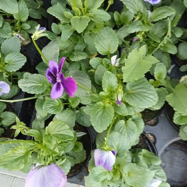 Viola cornuta Flower