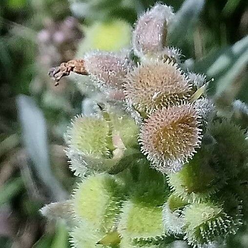 Pardoglossum cheirifolium Plod