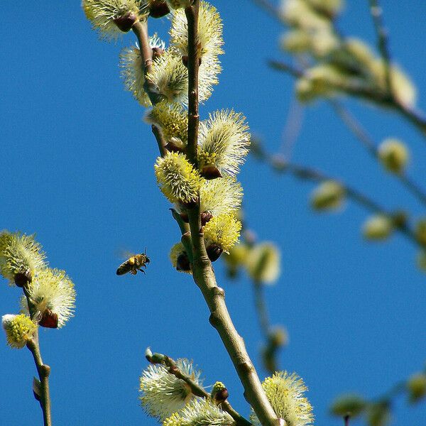 Salix caprea Blomma