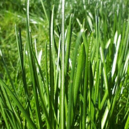 Ranunculus minimus Blad