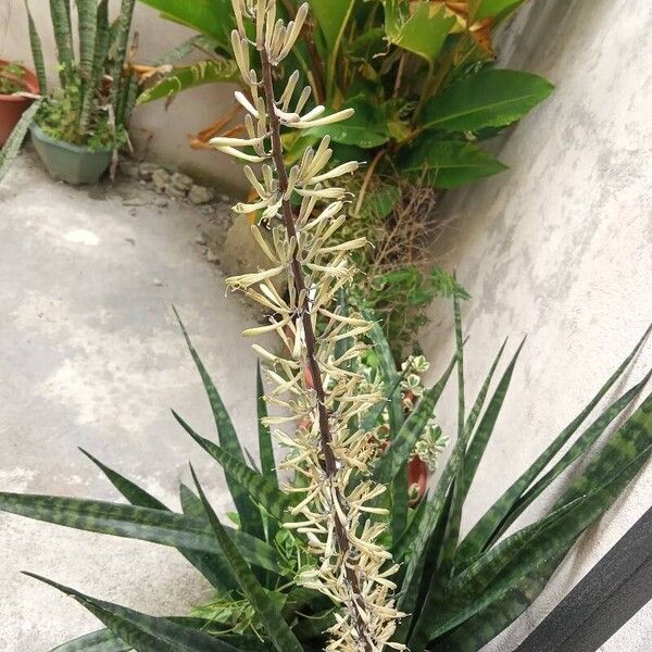 Dracaena hyacinthoides Flor