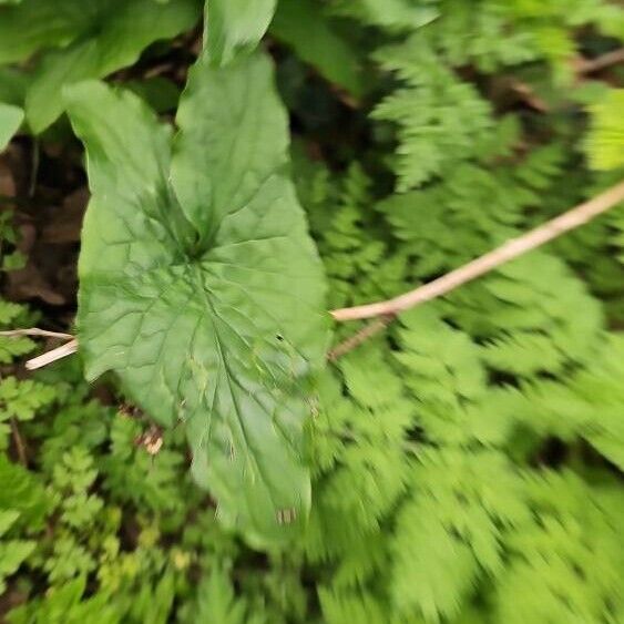 Arum cylindraceum Fuelha