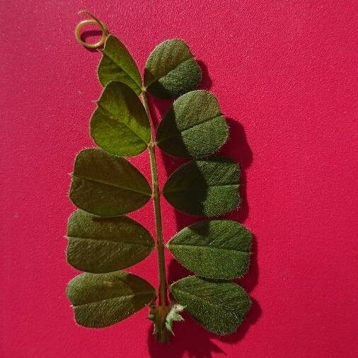 Lathyrus setifolius Leaf