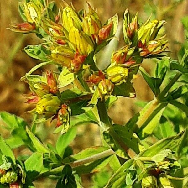 Hypericum tetrapterum Цветок