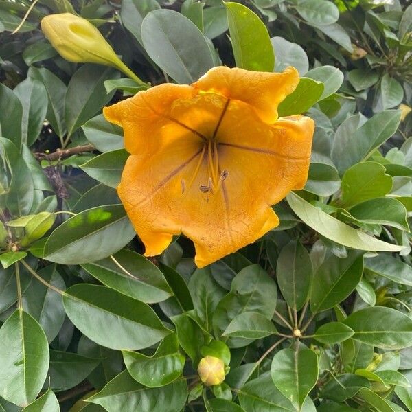 Solandra maxima Lorea