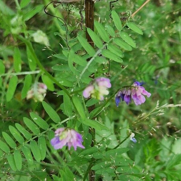 Vicia cracca Flower