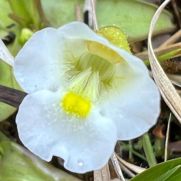 Pinguicula alpina Kukka