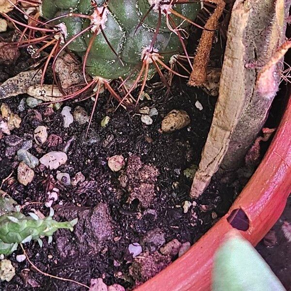 Gymnocalycium pflanzii পাতা