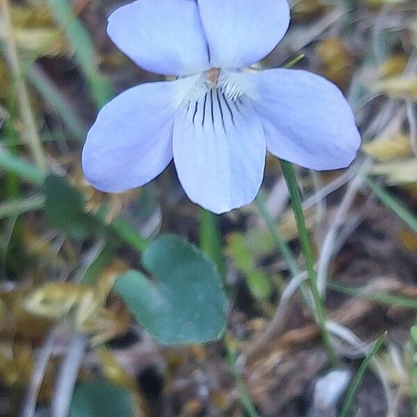 Viola riviniana Blüte