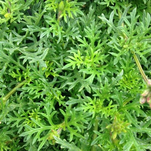 Verbena tenera Leaf