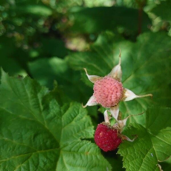 Rubus parviflorus ഫലം