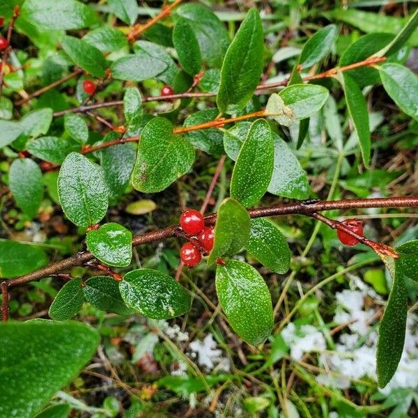 Shepherdia canadensis Плод