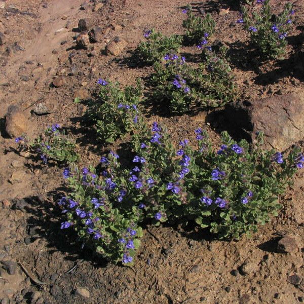 Scutellaria tuberosa Агульны выгляд