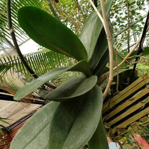 Phalaenopsis spp. List