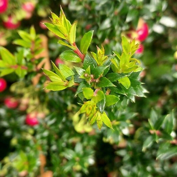 Gaultheria mucronata Leaf