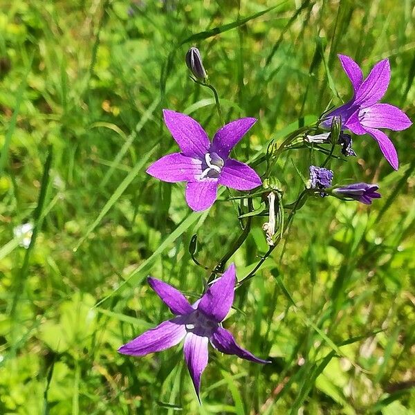 Campanula patula Kwiat