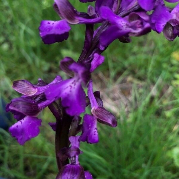 Anacamptis morio 花