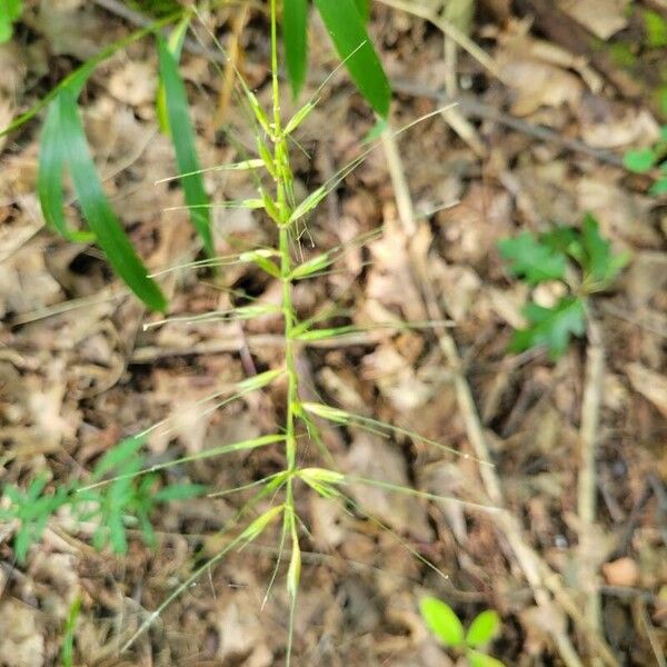 Elymus hystrix Hostoa