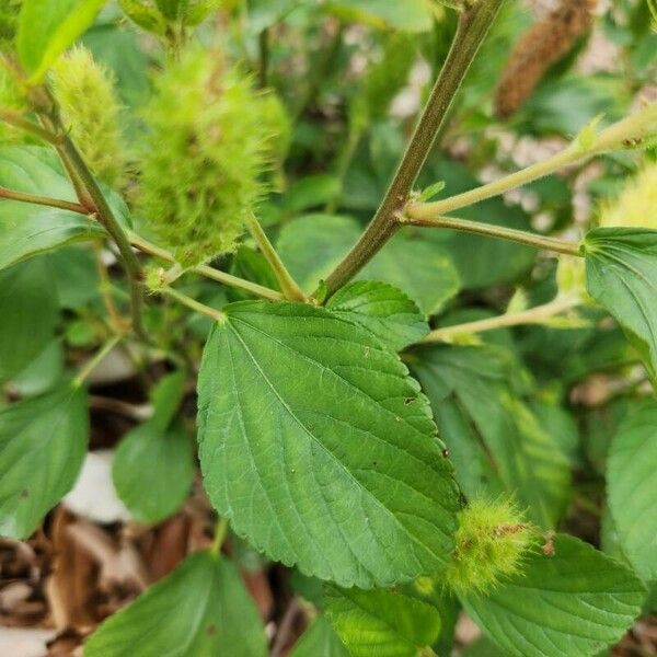 Acalypha aristata Feuille