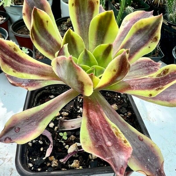 Aeonium decorum Leaf