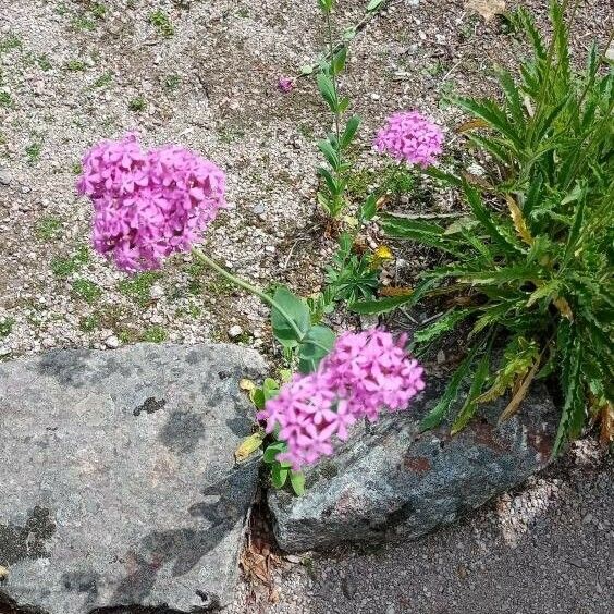 Silene armeria Fleur