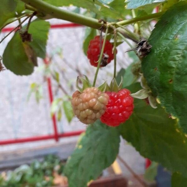 Rubus idaeus Frukt