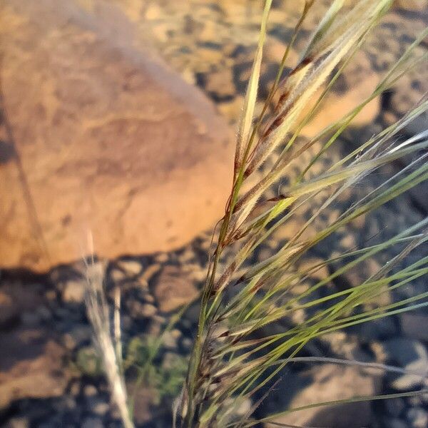 Aristida adscensionis Fruit