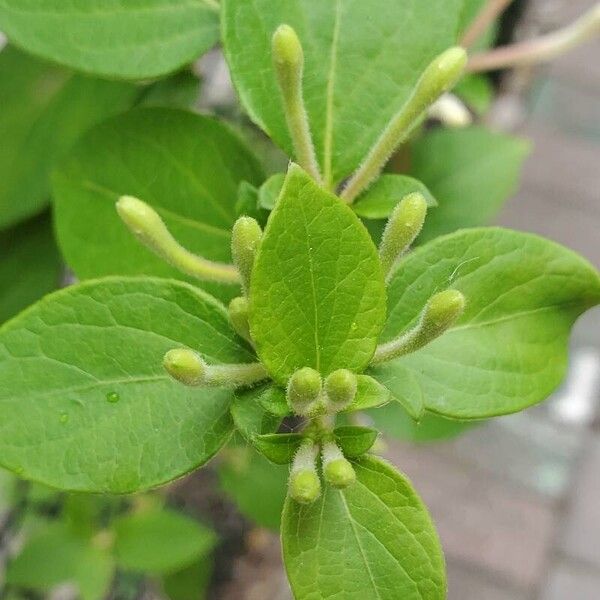 Lonicera japonica Лист