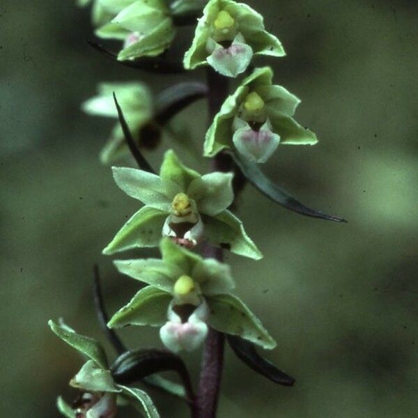 Epipactis purpurata Flower