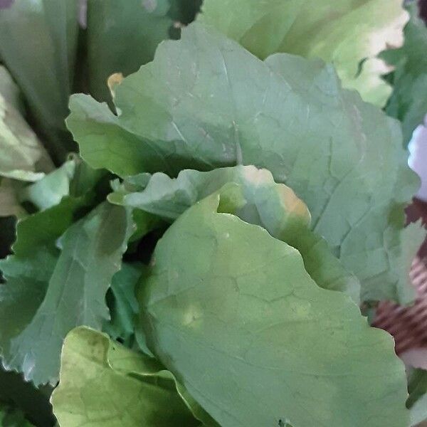 Brassica rapa ഇല