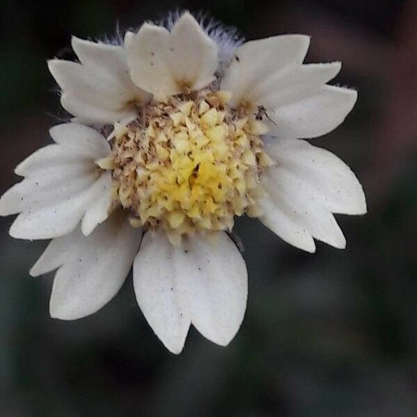 Tridax procumbens Flower