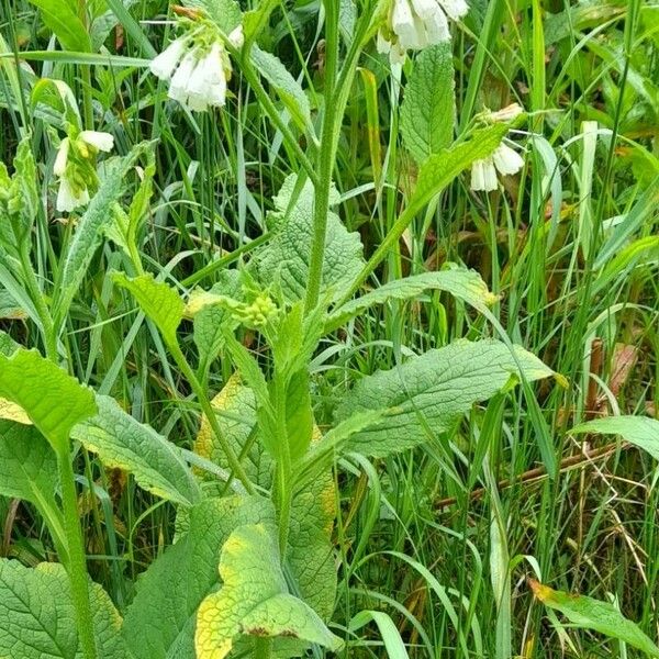 Symphytum orientale Pokrój