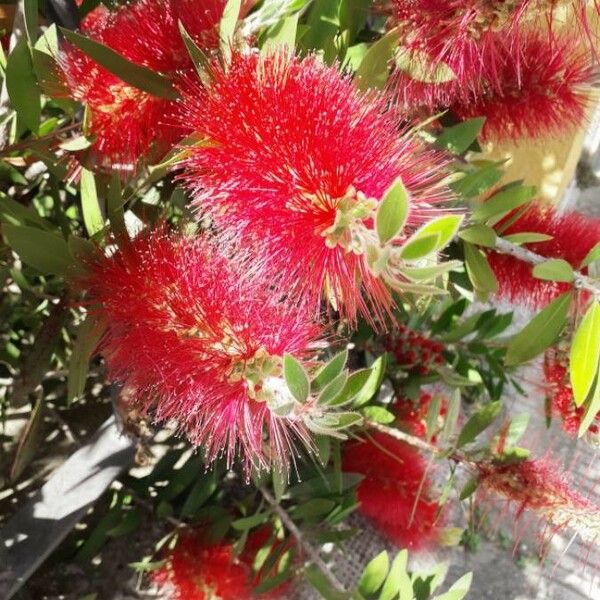 Callistemon citrinus Flor