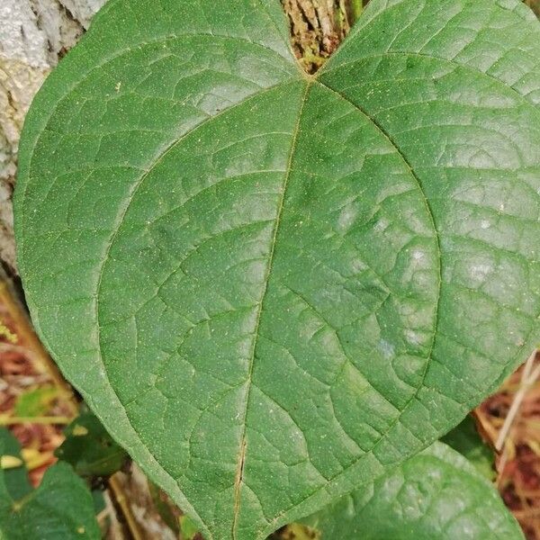 Dioscorea bulbifera Blatt