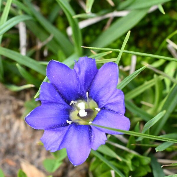 Gentiana pyrenaica Flower