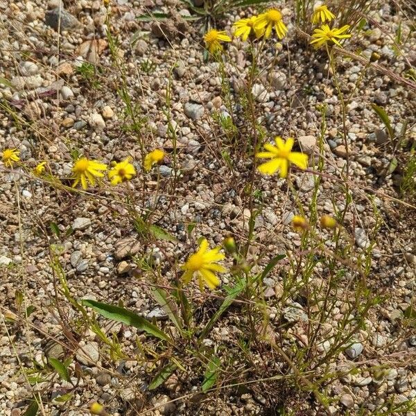 Senecio gallicus Flower